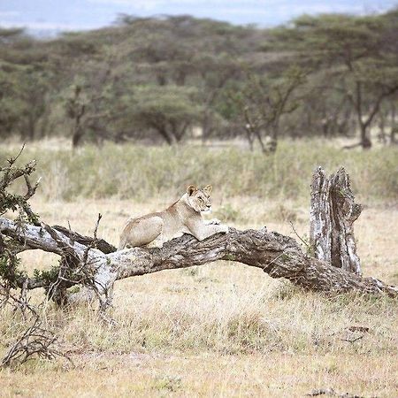 Encounter Mara Camp Hotel Maasai Mara Exterior photo