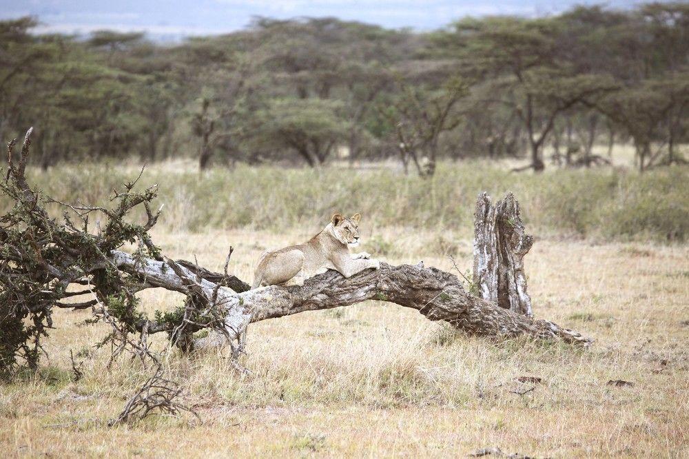 Encounter Mara Camp Hotel Maasai Mara Exterior photo